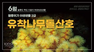 
						6월 울릉도·독도 이달의 해양보호생물, 유착나무돌산호
						
						